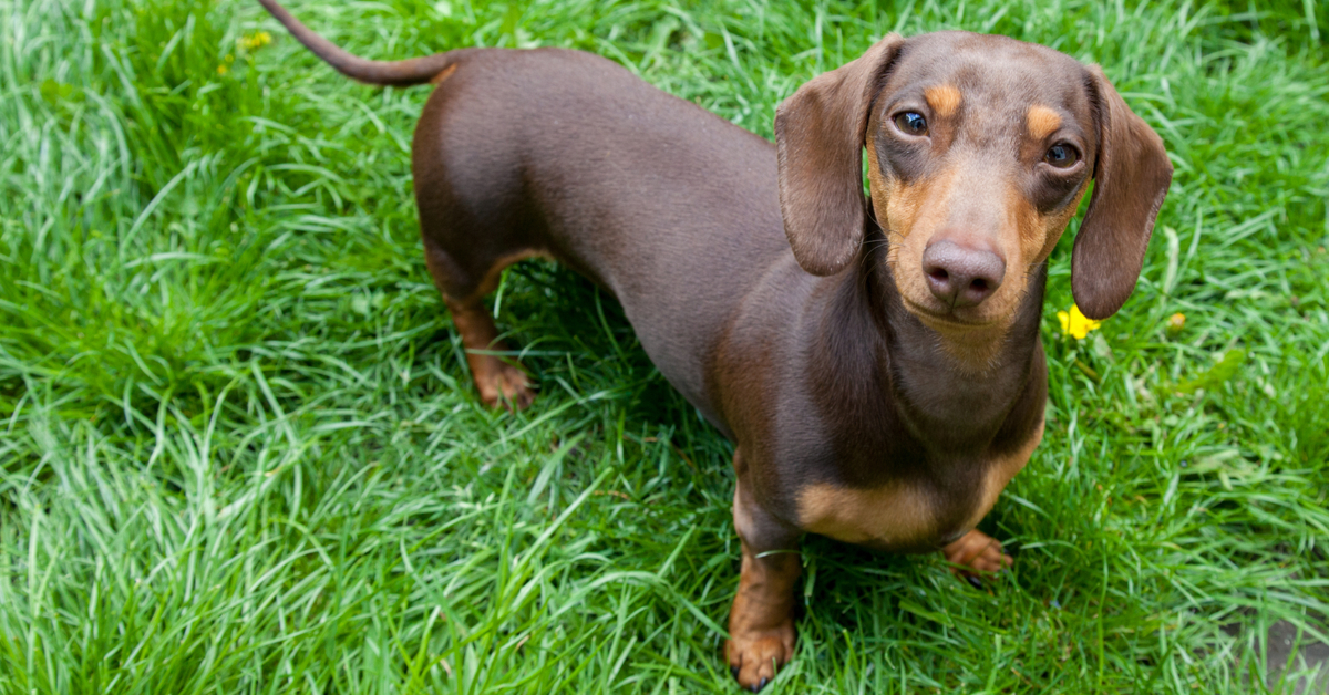 Best toys for dachshunds hotsell