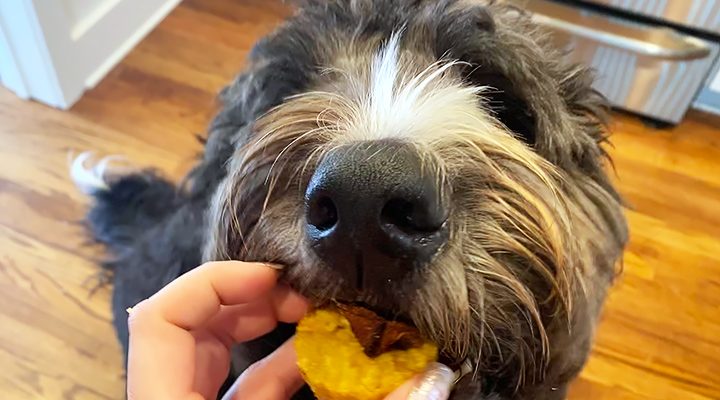 Bernedoodle eats gluten-free-grain-free dog treat