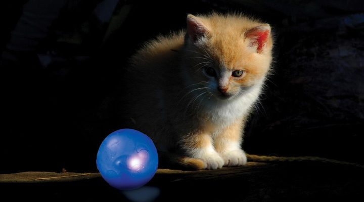cat playing with cat ball