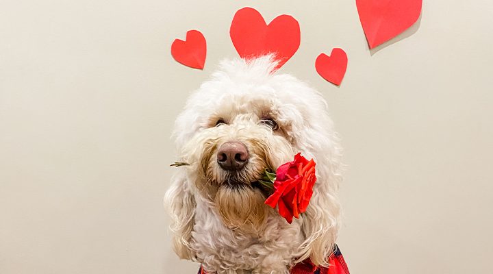 Kirk the Floof Needs a Dog Valentine | Apply to Enter!