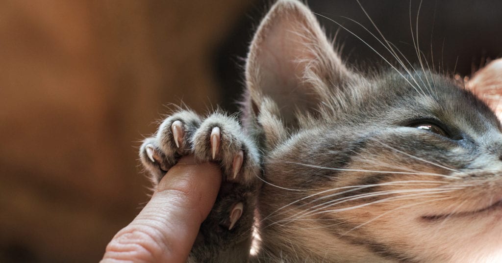 why do cats scratch cat nails