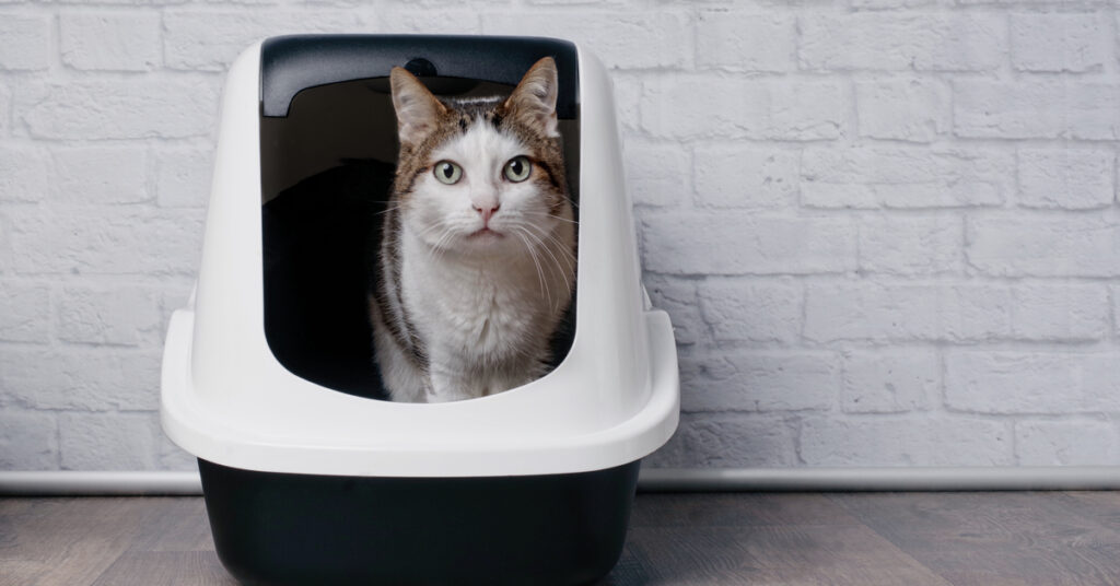 first time cat owner tips cat in litter box