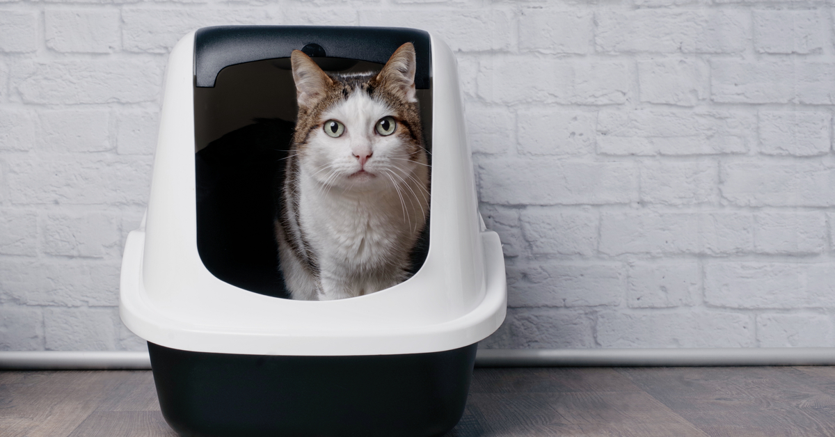 first time cat owner tips cat in litter box