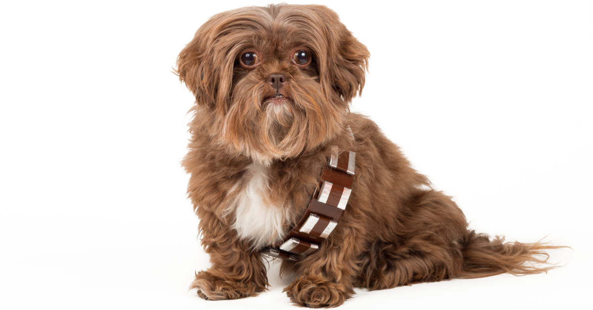 May the Fourth Be With You: Dog and Cat Puns for Star Wars Day