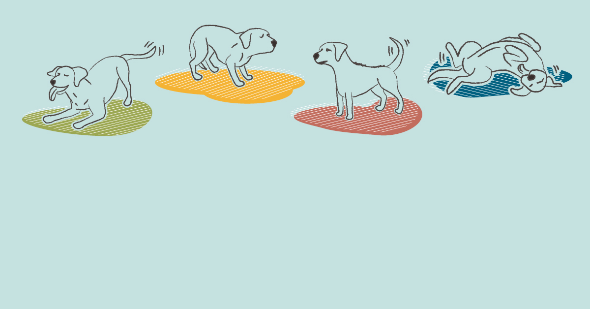 how do dogs communicate with body language