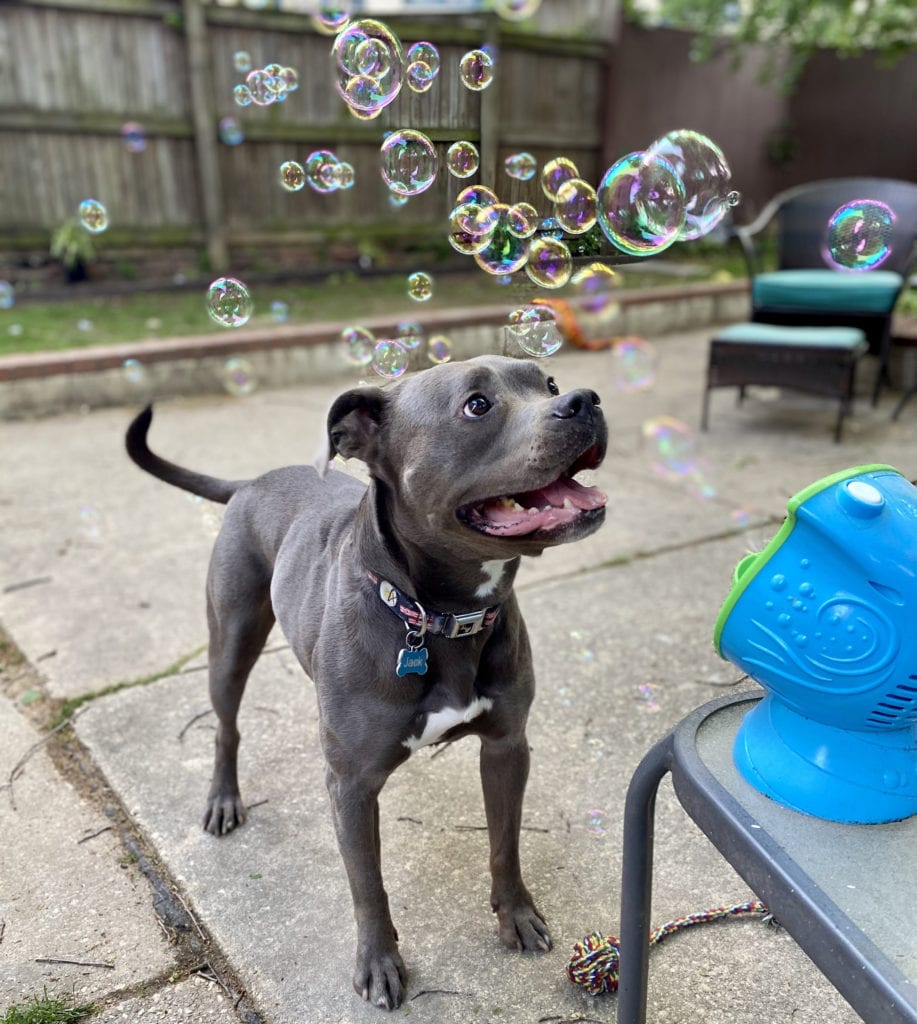 dog chasing bubbles