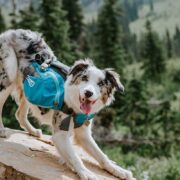 dog hiking gear. aussie wearing a doggy backpack