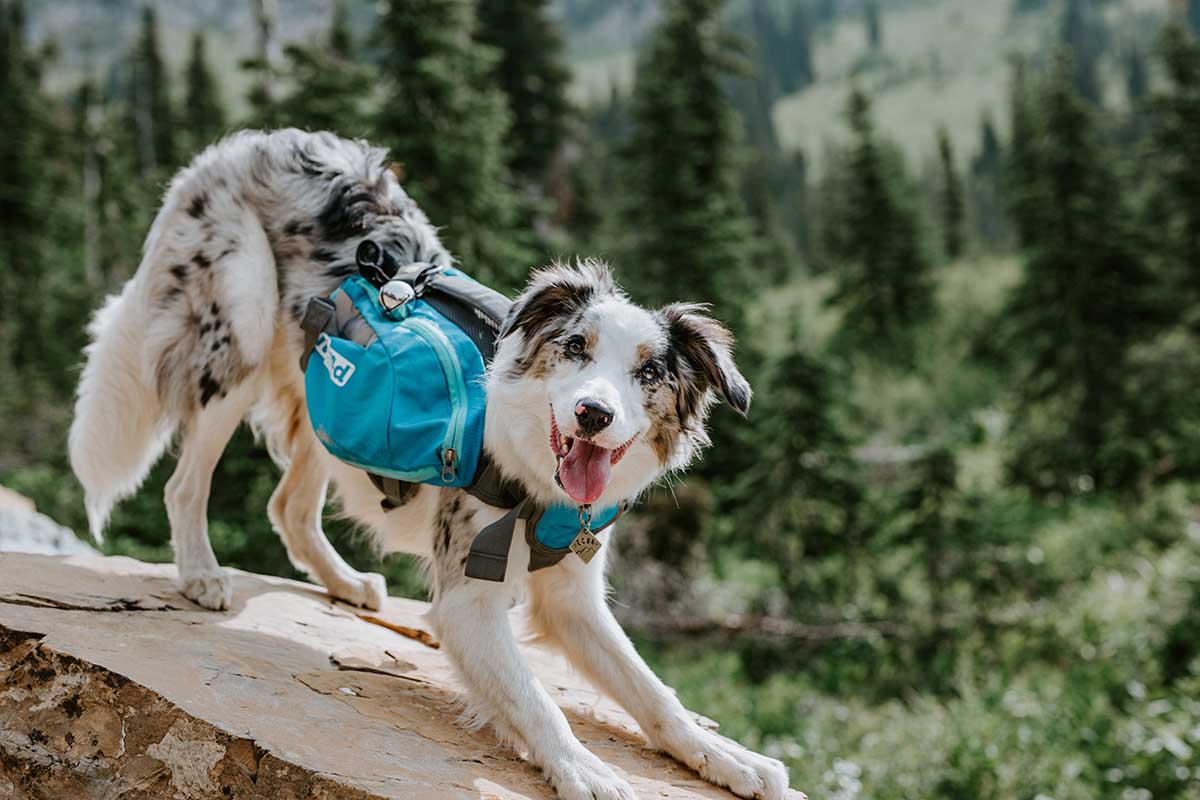 Springing Into Gear: Dog Hiking Gear for a Safe Trek