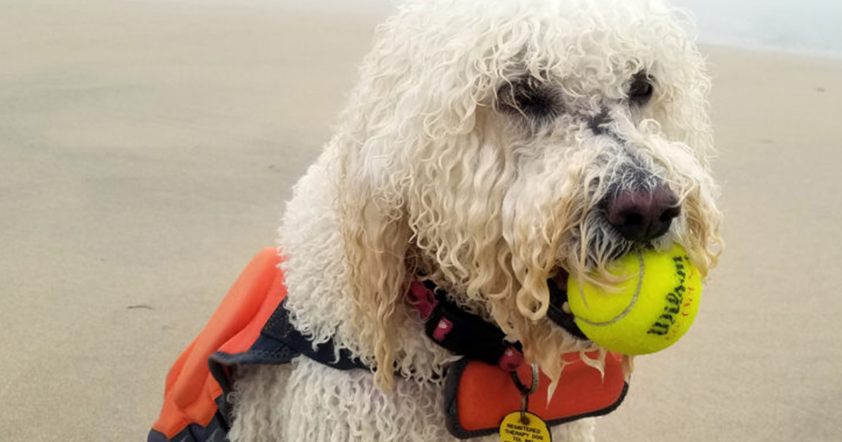 Life Jacket Saves Dog From Riptide in Jersey Shore
