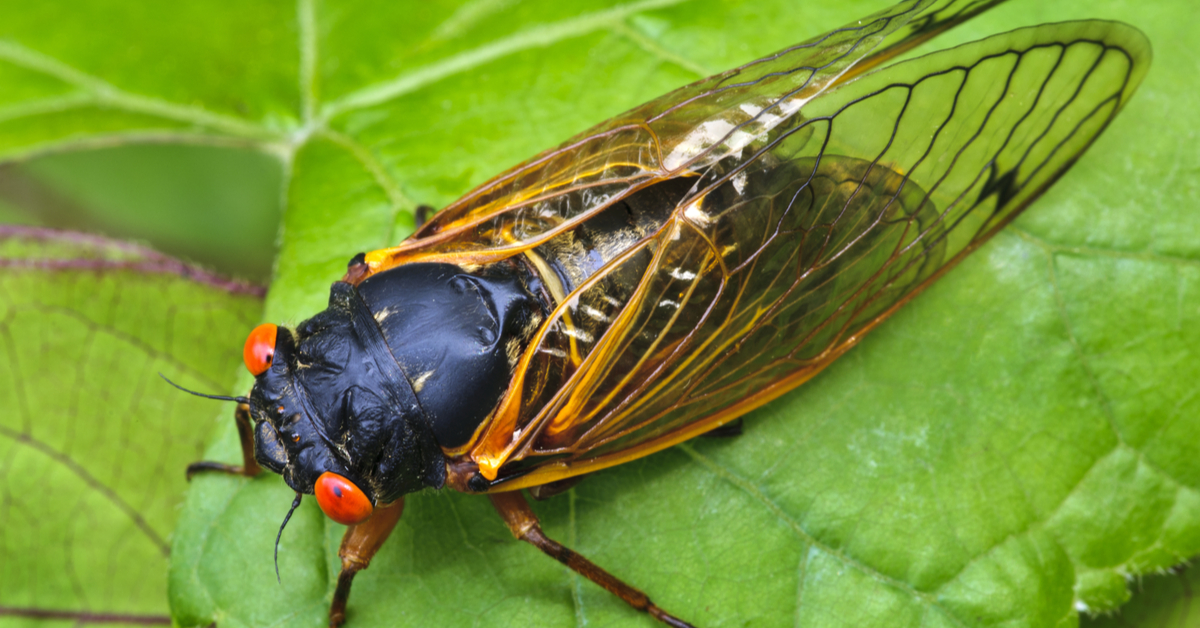 Brood X Is Coming: What You Need to Know If Your Dog Ate a Cicada