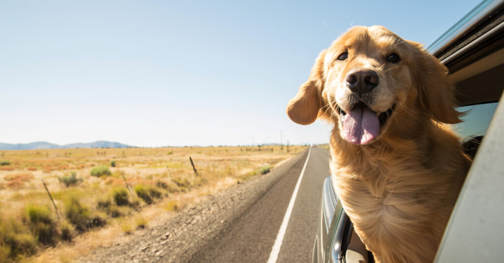 golden in car dog road trip planner