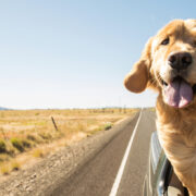 golden in car dog road trip planner