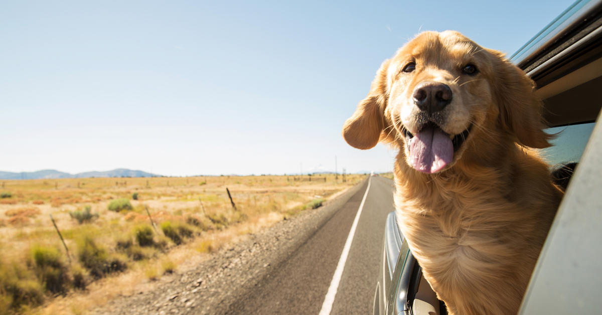 Windows Down, Head Out: The Ultimate Dog Road Trip Planner