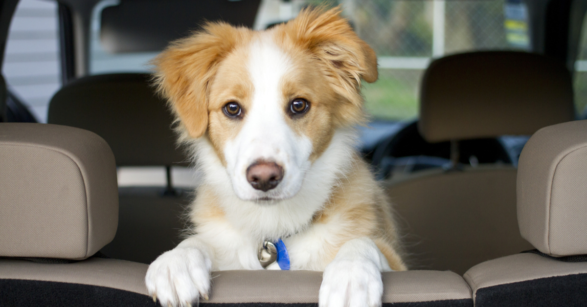 Texas Rangers - Bark at the Park, aka the best night at