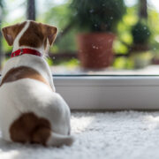 dog home alone staring out door