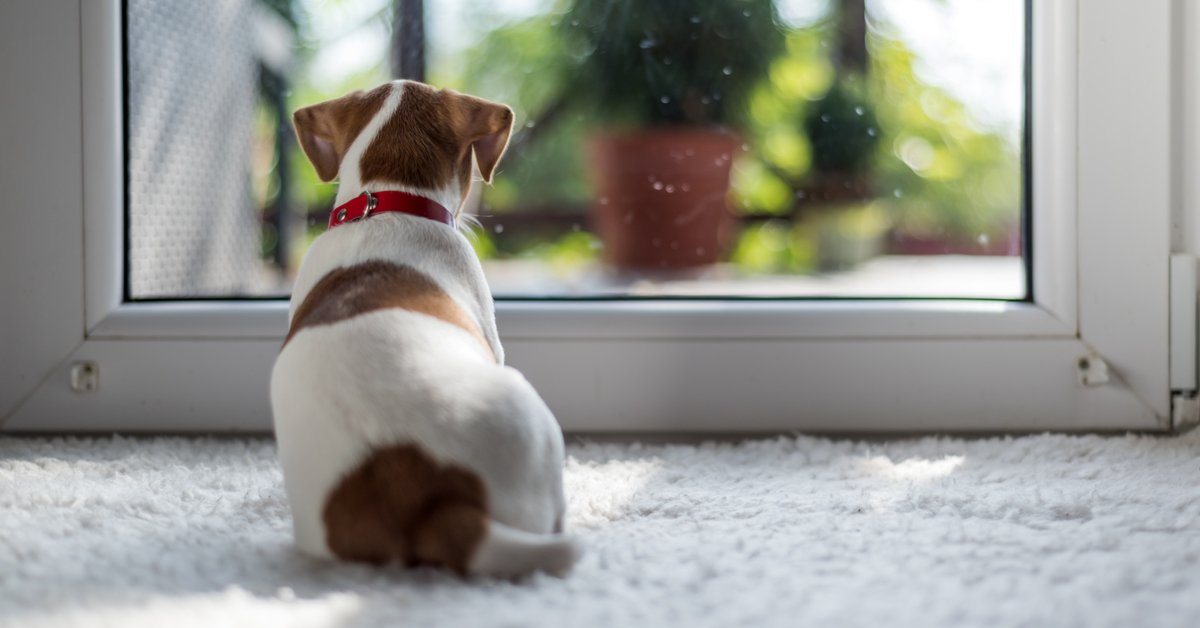Home Aww-lone: How to Get Your Pup Used to Solo Time