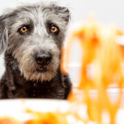 can dogs have spaghetti sauce