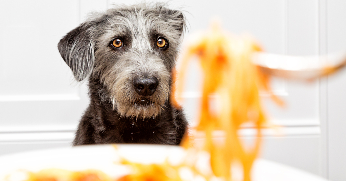 can dogs eat spaghetti and meatballs