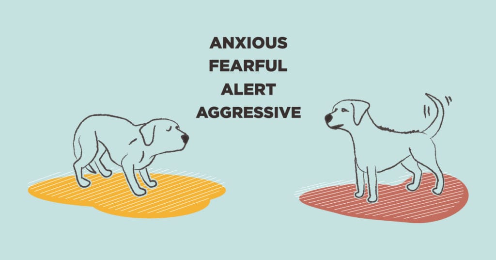 scared dog body language