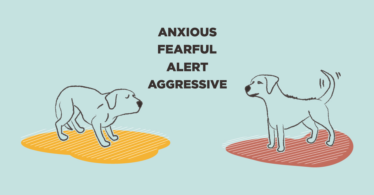 fearful and reactive dog body language