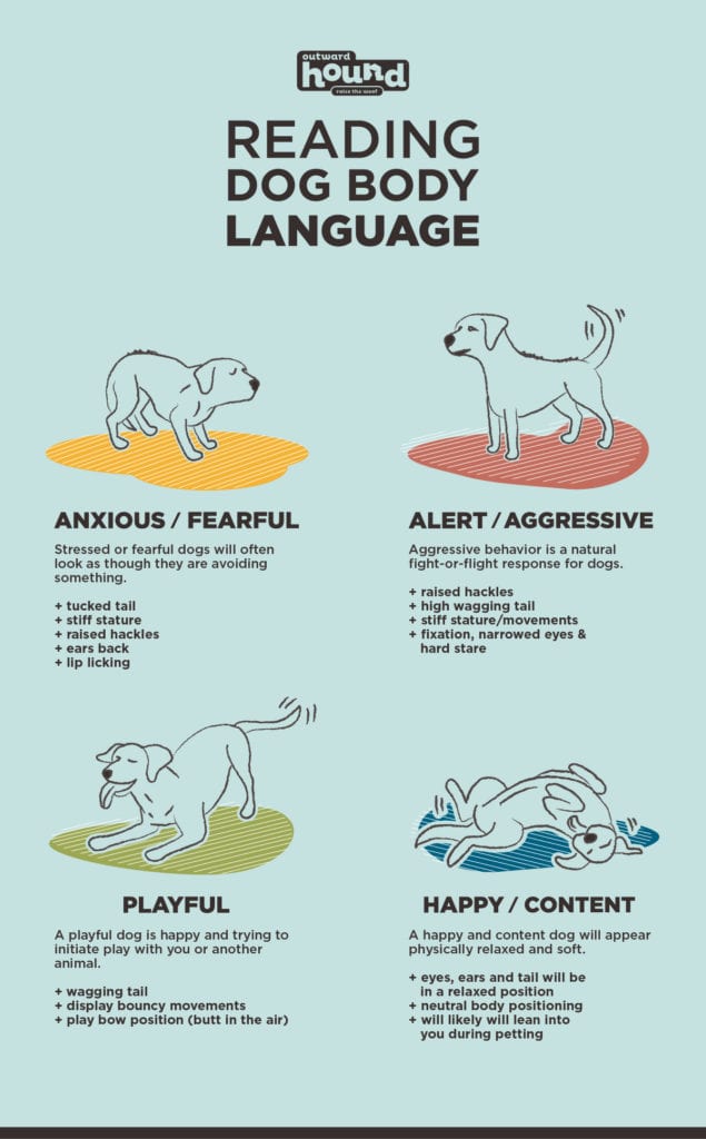 dog body language communication