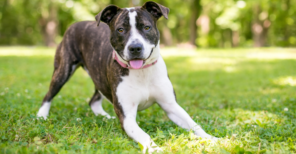 a dog doing a play bow. pitbull awareness monthhow to read dog body language