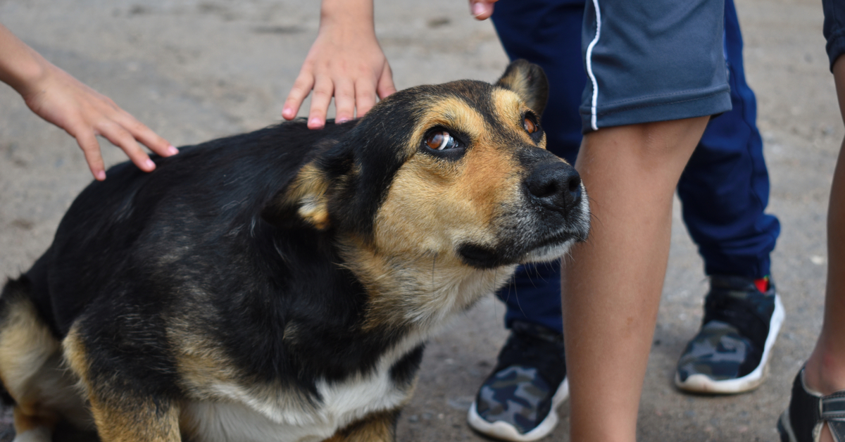 scared dog fearful of children around him