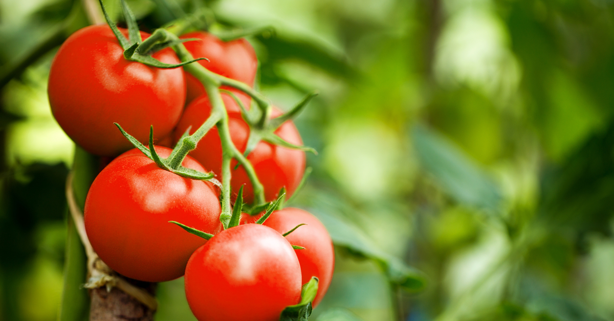 tomatoes on a vine