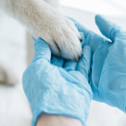 veterinarians mental health a vet holding dog paw