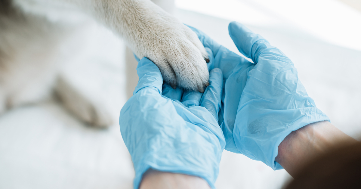 veterinarians mental health a vet holding dog paw