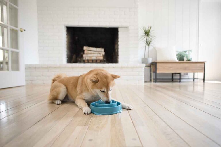 Help! My Dog Doesn’t Chew Food. Furtropolis