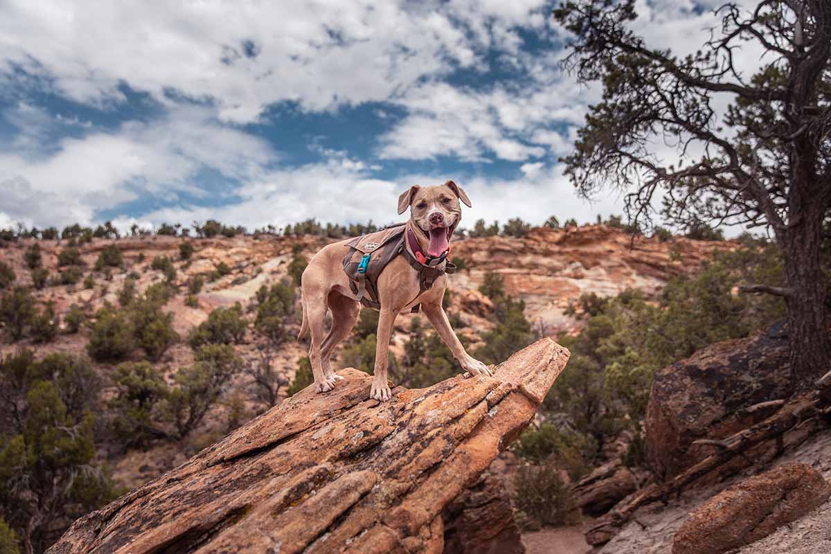 10 Dog Friendly Campgrounds In Colorado