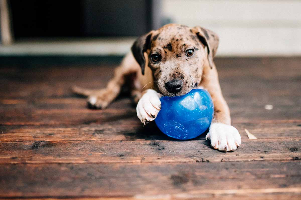 puppy with a ball