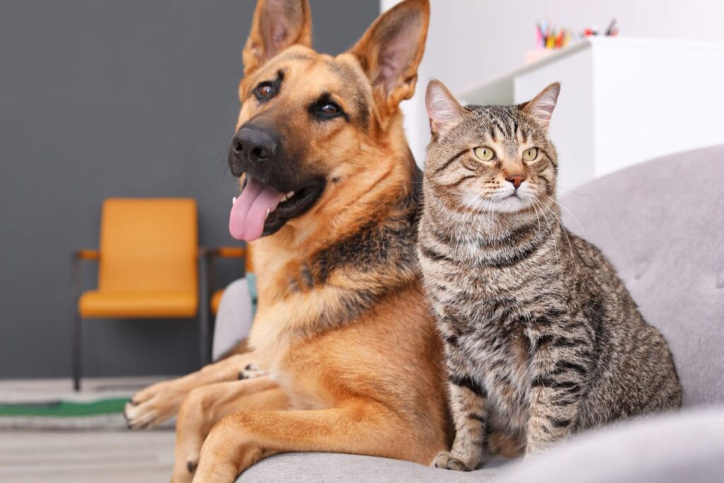 dog and cat on couch