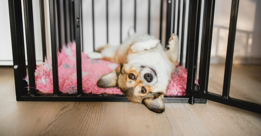 crate training a new puppy corgi