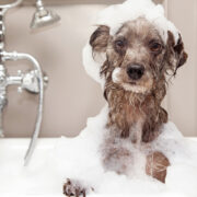 dog in a tub. how often should you give your dog a bath