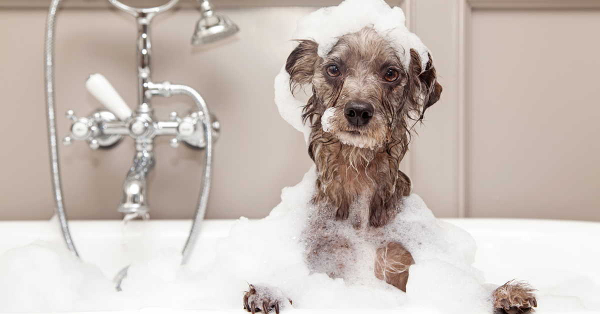 dog in a tub. how often should you give your dog a bath