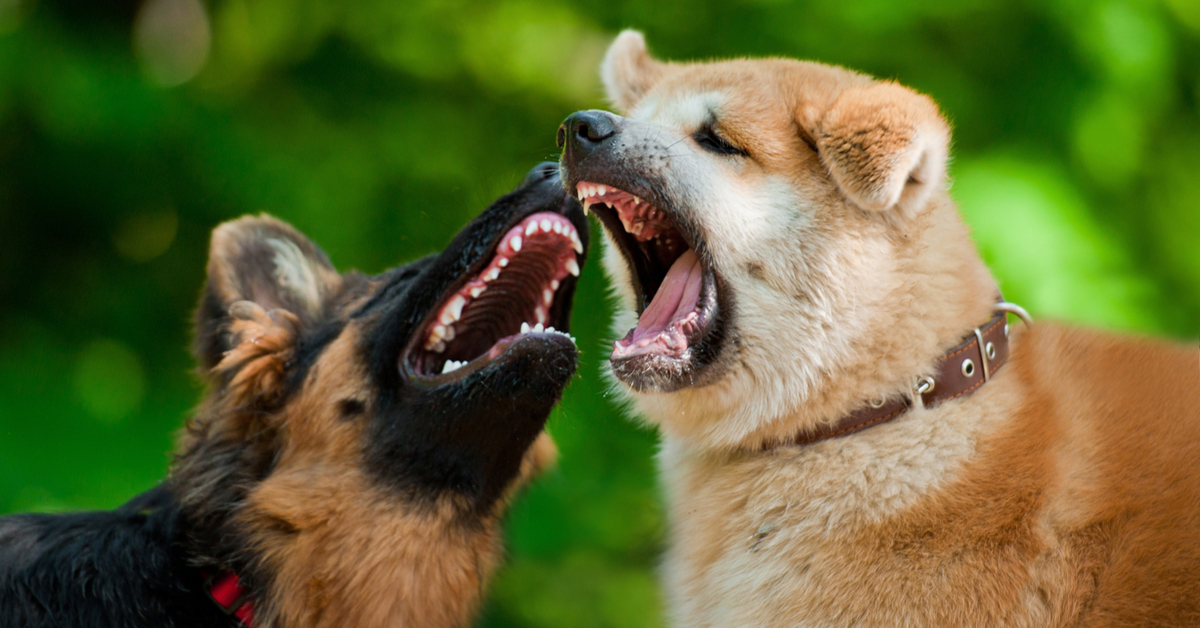 How to Stop a Dog Fight Before It Begins