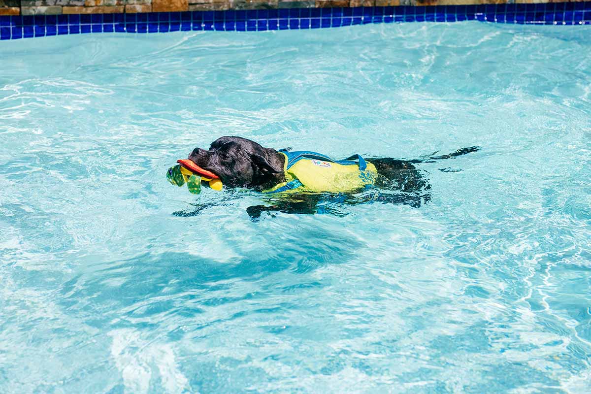 Best pool shop toys for dogs