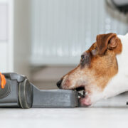 why do dogs hate vacuums