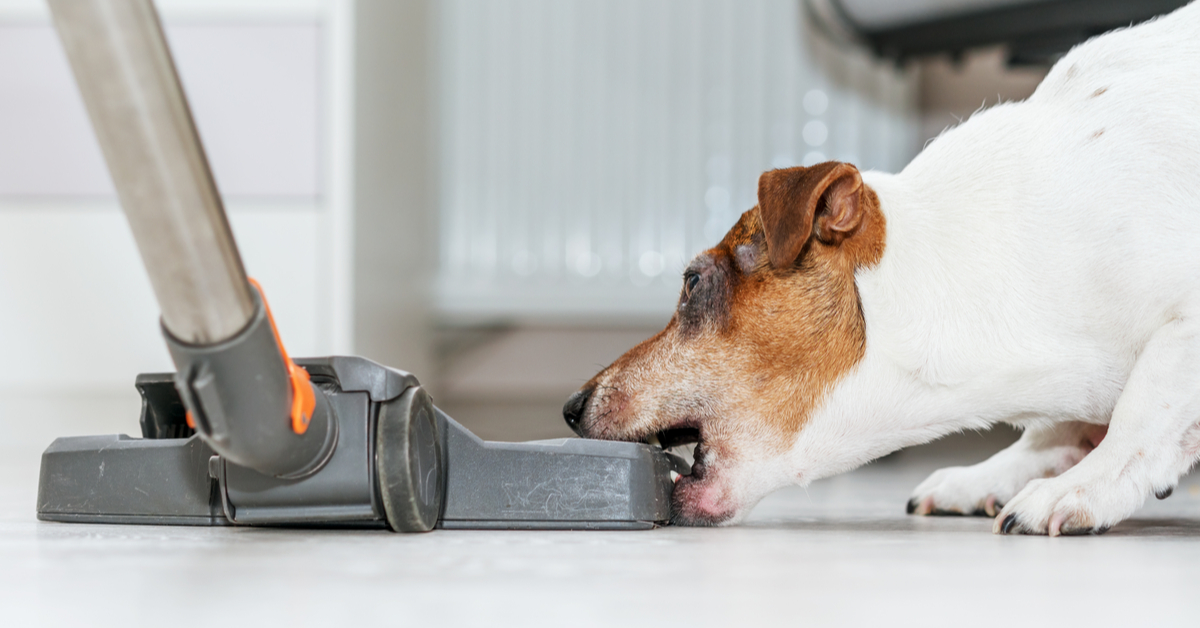 Why Dogs Think Vacuums Suck