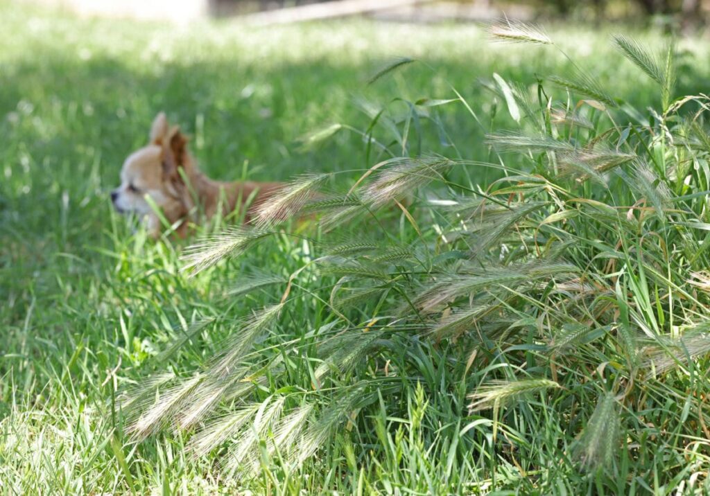 foxtails and dogs