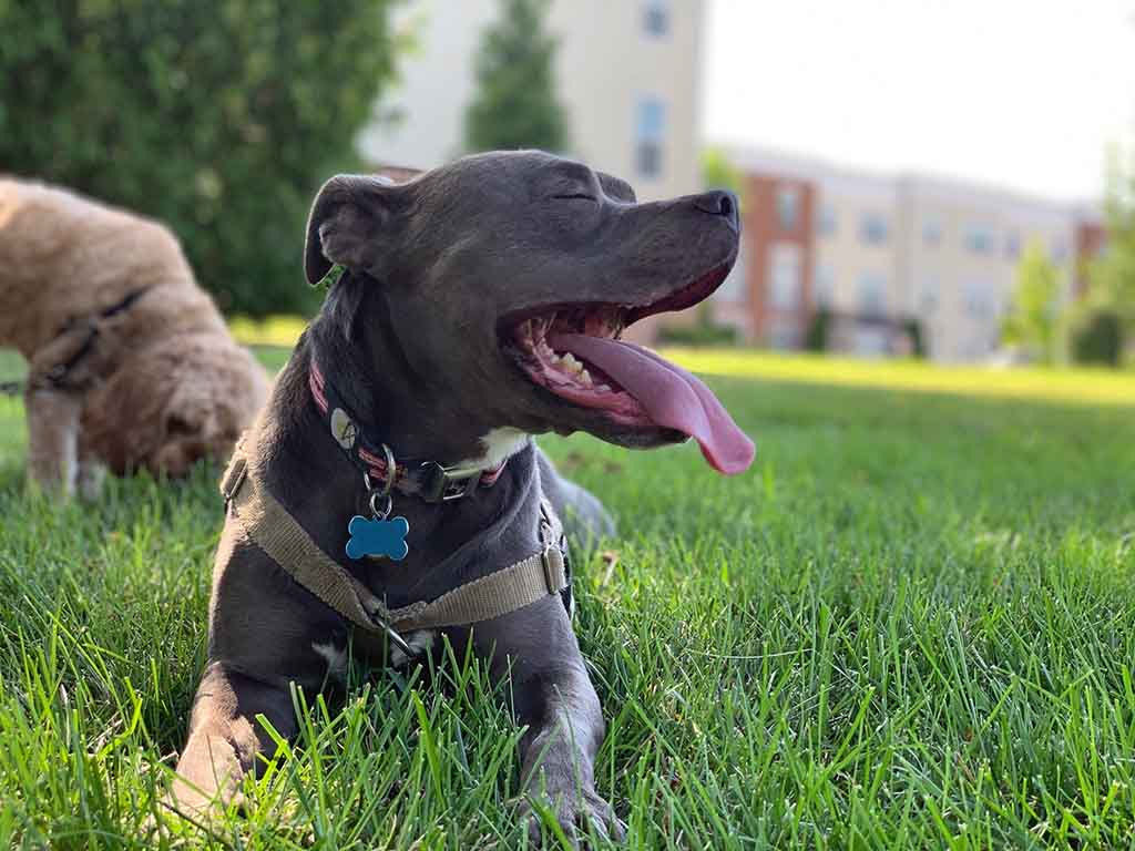 rabies in dogs foaming mouth