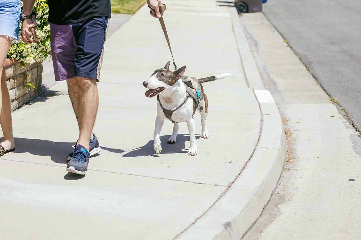 dog on a walk wearing a dog pack