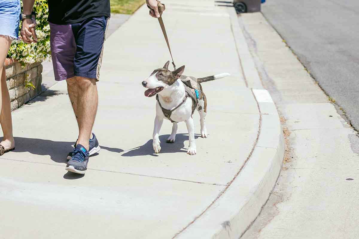 dog on a sniff walk wearing a dog pack