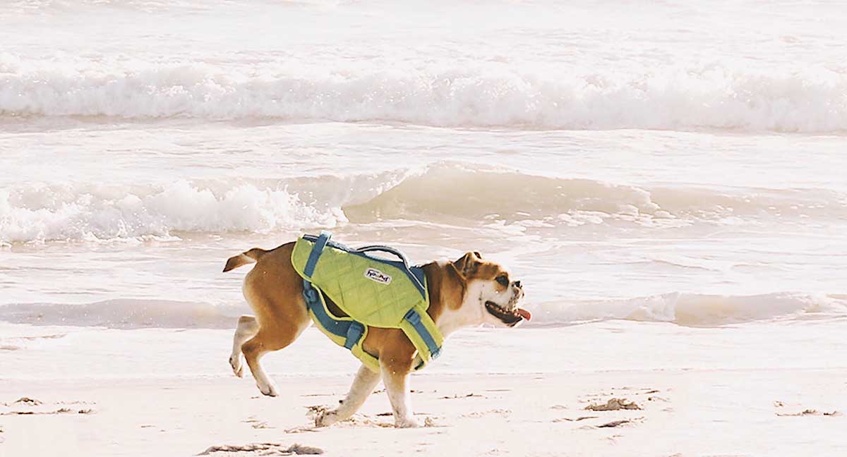 File:Two French bulldogs swimming in life jackets.jpg - Simple