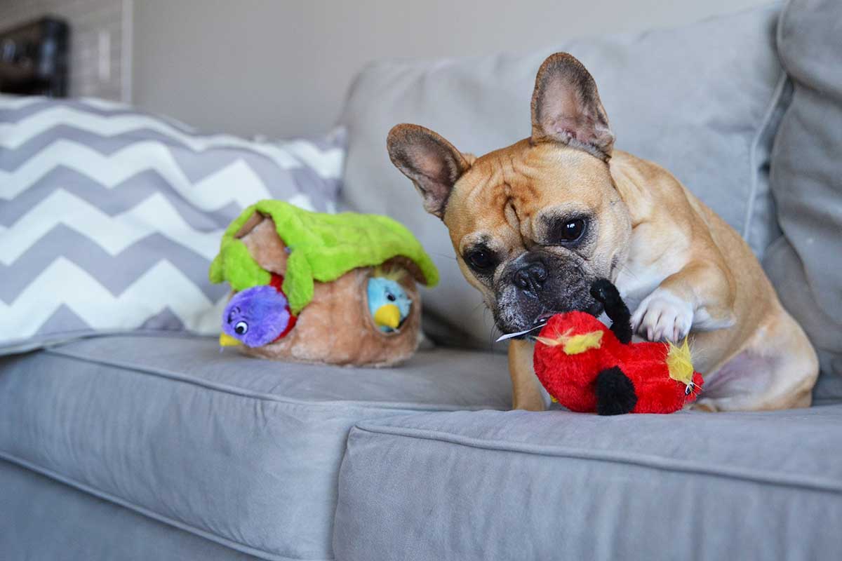 frenchie playing with hide-a-bird dog toy
