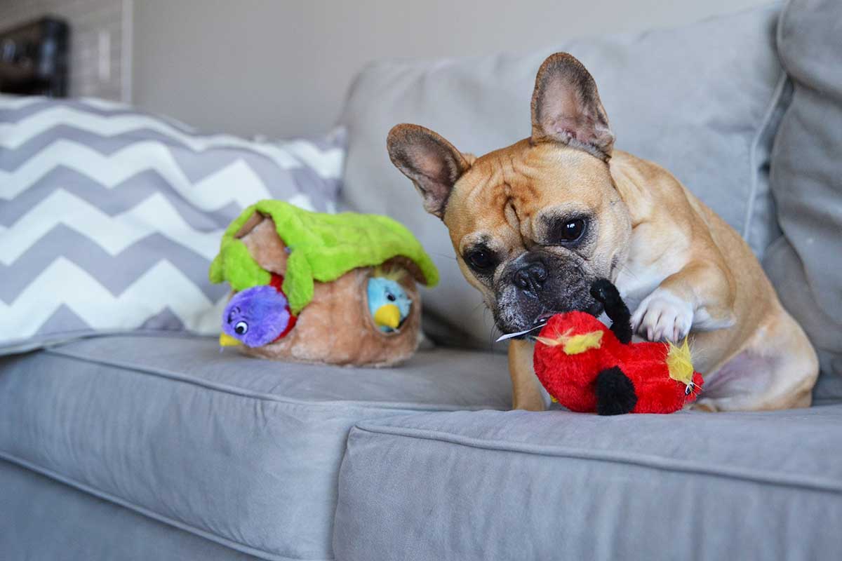 DOGUE's Top Boredom Buster for Dogs