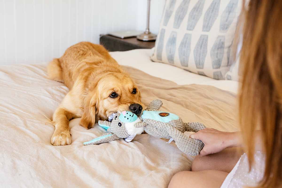 Dog guarding bed sale