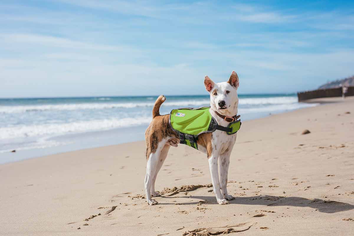 Ahoy! Dog Kayak & Boating Tips for Smooth Sailing – Furtropolis